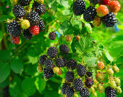 What Is The Best Mulch For Blackberries?